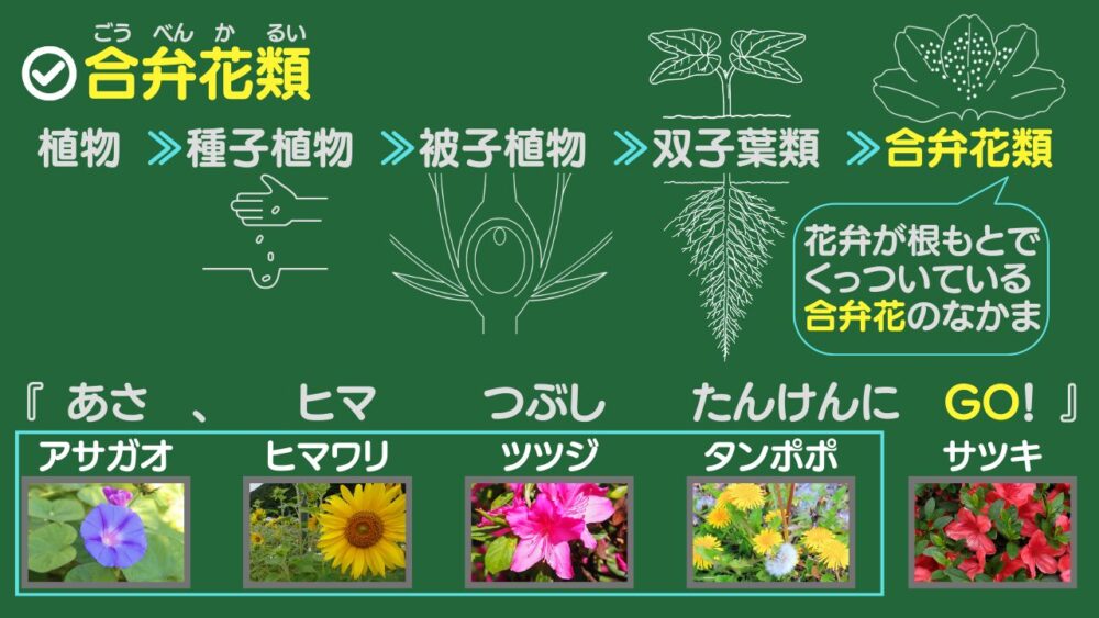 合弁花類 植物 ≫種子植物 ≫被子植物 ≫双子葉類 ≫合弁花類（花弁が根もとでくっついている合弁花のなかま） あさ：アサガオ ヒマ：暇 つぶし：ツツジ たんけんに：タンポポ GO！：合弁花