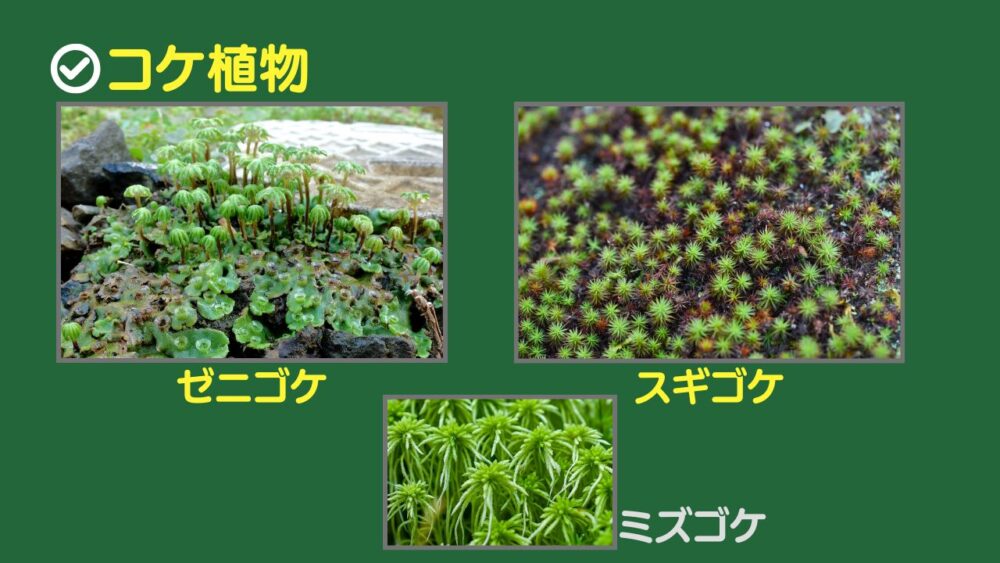 コケ植物-ゼニゴケ、スギゴケ、ミズゴケ