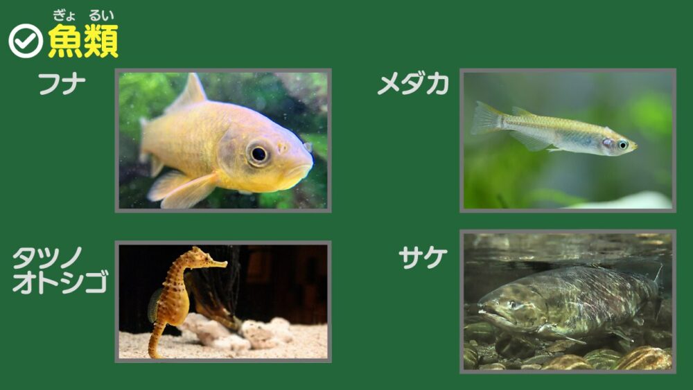 魚類 フナ メダカ タツノオトシゴ サケ