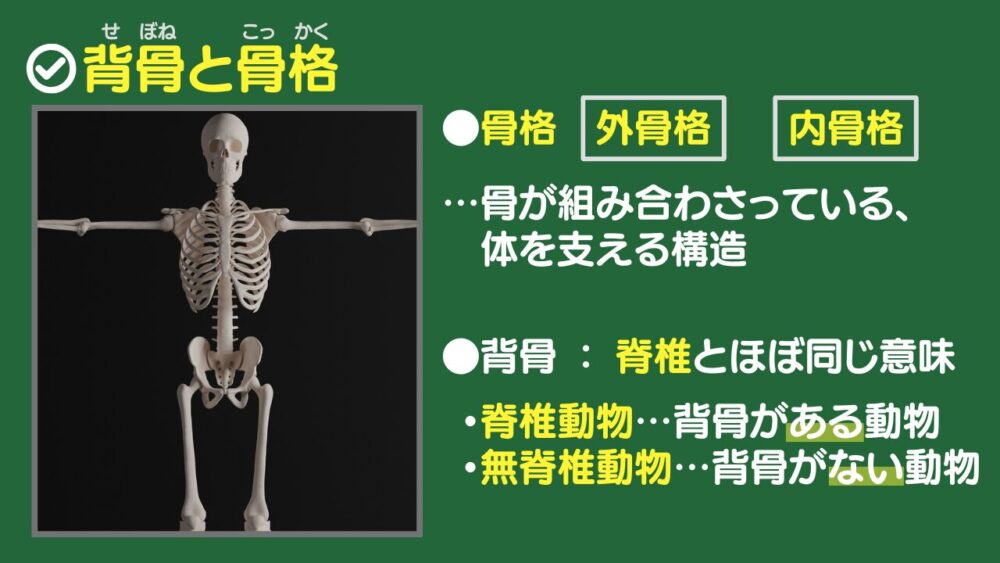 ●骨格　外骨格　　内骨格 …骨が組み合わさっている、 　体を支える構造 ●背骨:脊椎とほぼ同じ意味 ・脊椎動物…背骨がある動物 ・無脊椎動物…背骨がない動物