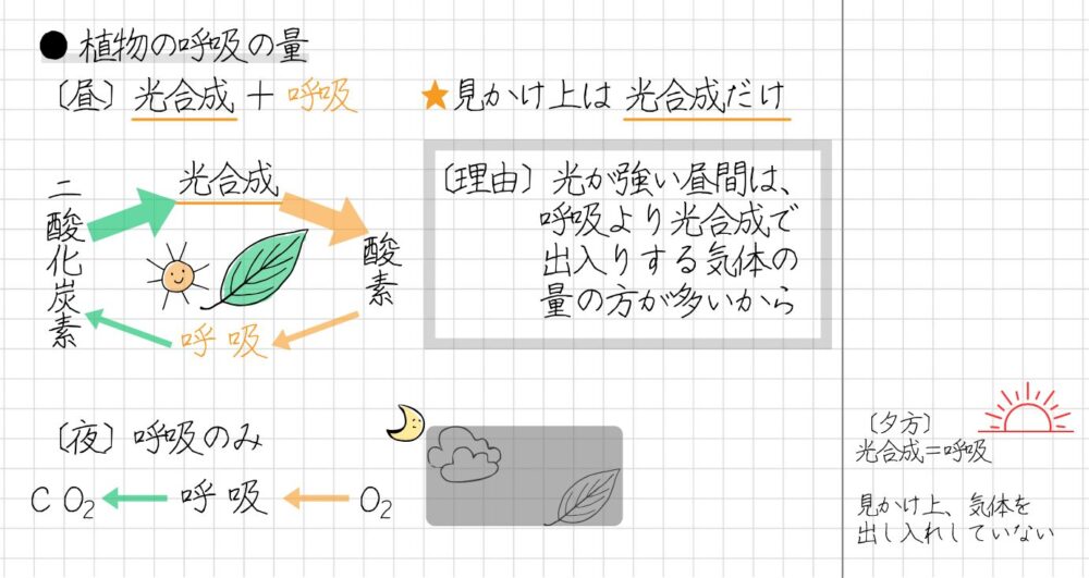 植物の呼吸と光合成についてまとめると、次のように言えます。 【植物のはたらき】 ・植物は光が当たると、光合成・呼吸をする ・植物は光が当たらないと、呼吸だけをする 昼の太陽光がよく当たるとき、植物は見かけ上は光合成だけを行っているように見えます。