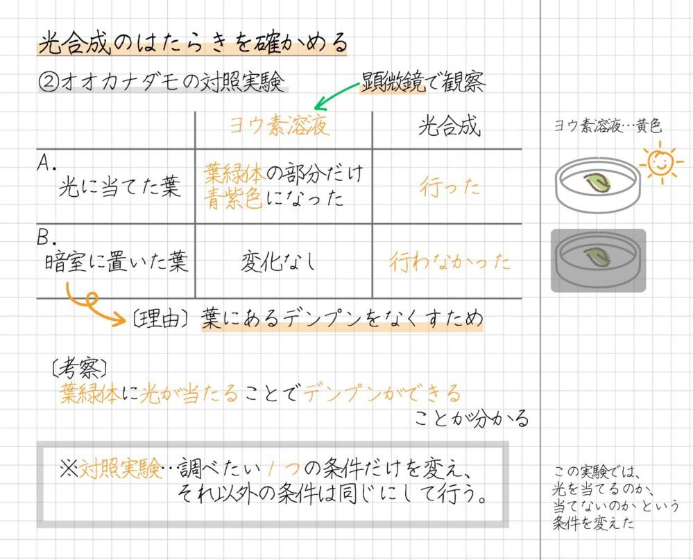 オオカナダモの葉を用いて、光合成のはたらきを確かめる実験の手順は、次のとおりです。 〔手順〕 1. ペトリ皿Aに葉を入れ、光に当てる 2. ペトリ皿Bに葉を入れ、暗室に置く 3. ペトリ皿Aとペトリ皿Bの葉にヨウ素溶液をつけ、顕微鏡で観察する 〔結果〕 葉を光に当てたら、葉緑体の部分のみ青紫色に変化した 〔考察〕 葉緑体に光が当たることで、デンプンができる