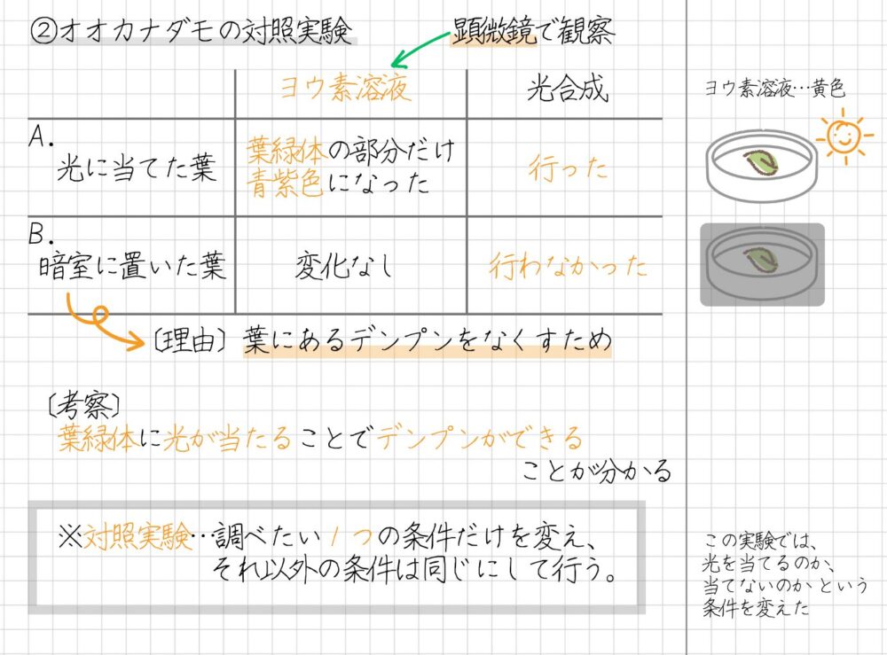 オオカナダモの実験 〔結果〕 A；光に当てた葉 →葉緑体の部分だけ青紫色になった B；暗室に置いた葉 →変化なし ▶結果をまとめると次のように言えます。 ・葉を光に当てたら、葉緑体の部分のみ青紫色に変化した 〔考察〕 A；光に当てた葉 →光合成を行った B；暗室に置いた葉 →光合成を行わなかった ▶実験結果より、光合成について次のように考えられます。 ・葉緑体に光が当たることで、デンプンができる