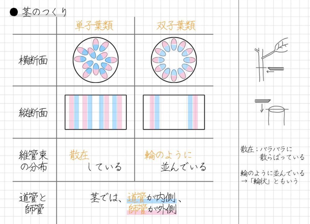 茎のつくりは植物の分類によって、ちがいが見られます。 単子葉類と双子葉類の維管束のポイントは、次のとおりです。 【単子葉類の横断面】 維管束が散在している 【双子葉類の横断面】 維管束が輪のように並んでいる