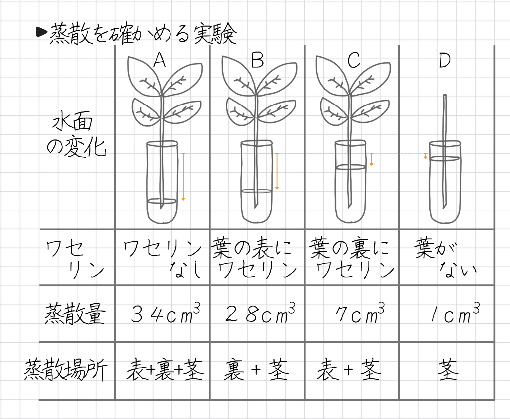 蒸散を確かめる実験 ワセリン 蒸散量 蒸散場所