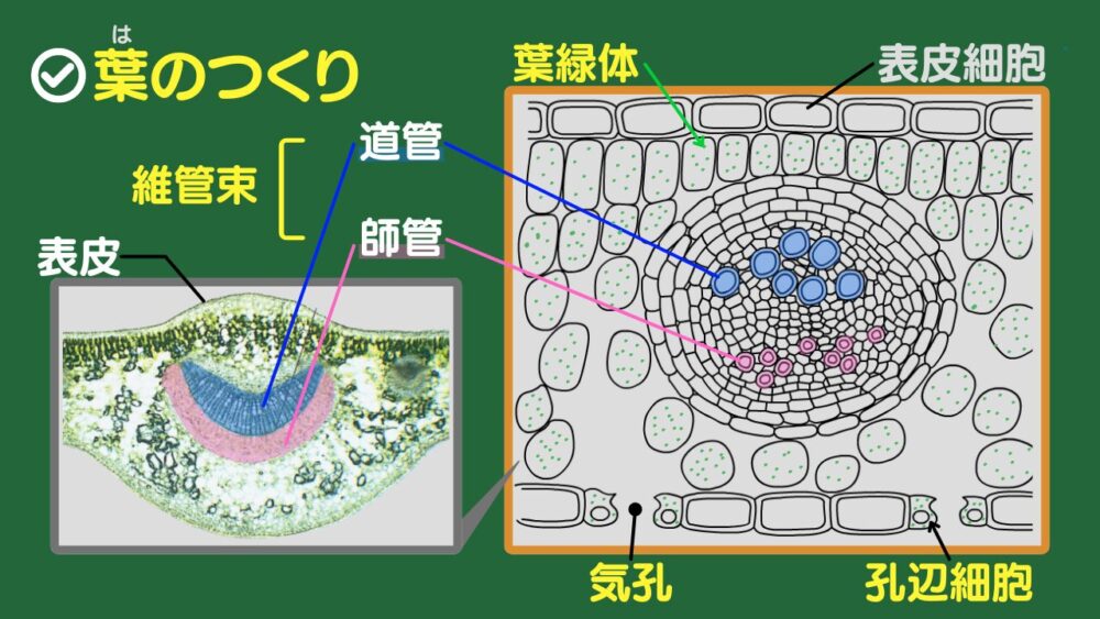 葉のつくりと葉の細胞 表皮・表細胞 維管束（道管　師管） 葉緑体 気孔・孔辺細胞