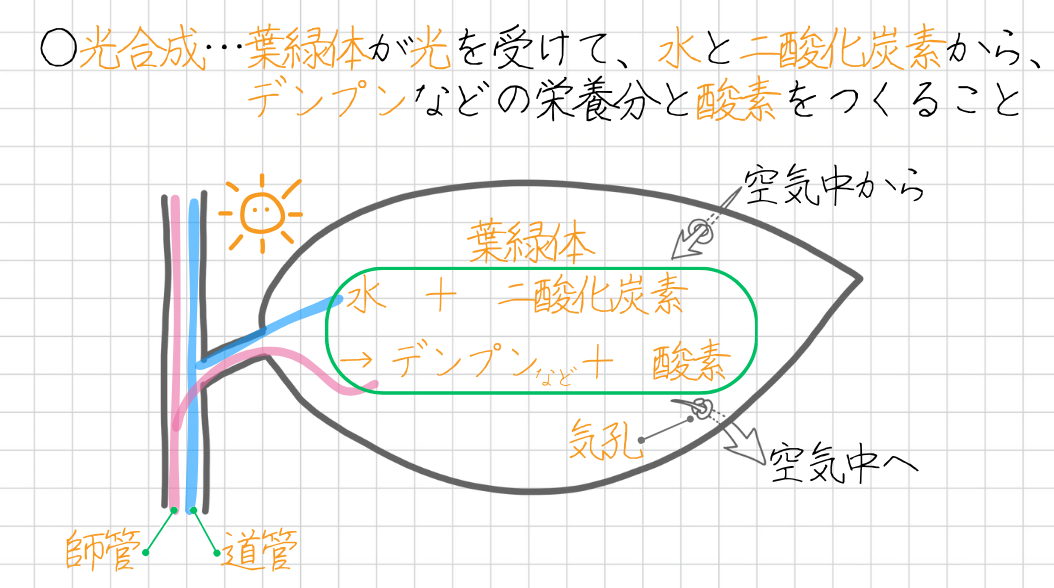 光合成とは、次のとおり。 ・葉緑体が光を受けて ・水と二酸化炭素から ・デンプンなどの栄養分と酸素をつくる 【光合成のしくみ】 水　＋　二酸化炭素 ↓【光を受けて光合成】↓ 栄養分　＋　酸素