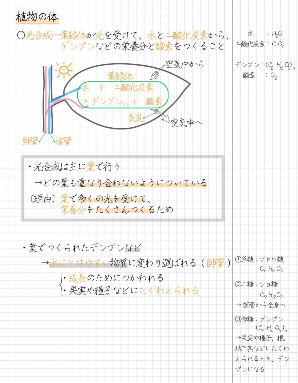 光合成のしくみ 光合成は、主に葉で行います。 光合成は、葉の細胞内の葉緑体という緑色の粒で行われます。 光合成をするためには、葉緑体に光を当てる必要があります。 光合成を行うには、二酸化炭素と水が必要です。 植物は葉で光合成を行い、酸素とデンプンなどの栄養分をつくります。