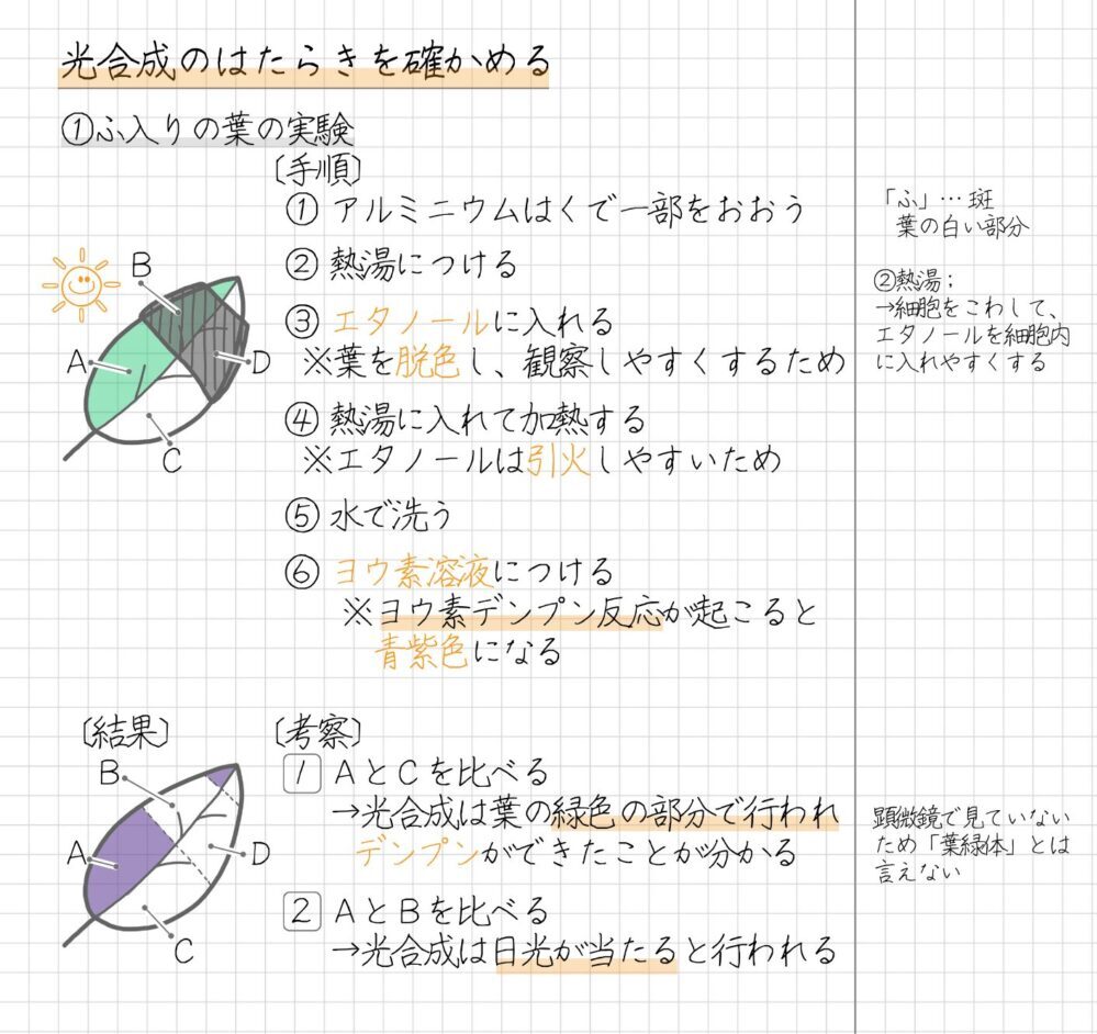 〔手順〕 1. アルミニウムはくで一部をおおう 2. 熱湯につける ※細胞をこわして、エタノールを細胞内に入れやすくするため 3. エタノールに入れる ※葉を脱色し、観察しやすくするため 4. 熱湯に入れて加熱する ※エタノールは引火しやすいため 5. 水で洗う 6. ヨウ素溶液につける ※ヨウ素デンプン反応が起こると青紫色になるため 〔結果〕 Aは青紫色に変化したが、部分B～部分Dは変化しなかった 〔考察〕 1. 部分Ａと部分Ｃを比べると、光合成は葉の緑色の部分で行われ、デンプンができた 2. 部分Ａと部分Ｂを比べると、光合成は日光が当たると行われ、デンプンができた