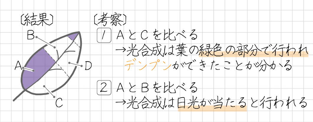 〔結果〕 Aは青紫色に変化したが、部分B～部分Dは変化しなかった。 〔考察〕 1. 部分Ａと部分Ｃを比べると、光合成は葉の緑色の部分で行われ、デンプンができたことが分かる。 2. 部分Ａと部分Ｂを比べると、光合成は日光が当たると行われ、デンプンができたことが分かる。