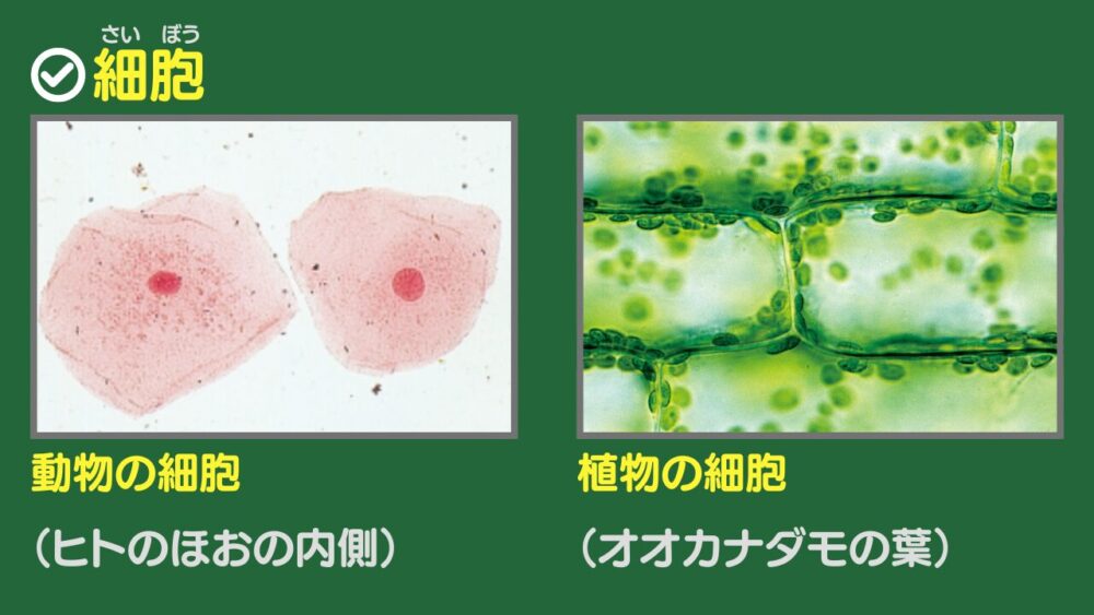 細胞 1.動物の細胞 （ヒトのほおの内側） 2.植物の細胞 （オオカナダモの葉）