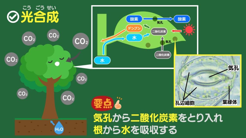 光合成 気孔から二酸化炭素をとり入れ、根から水を吸収する