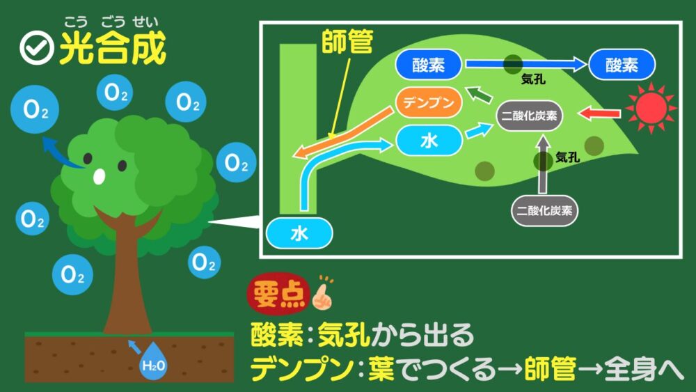 光合成 酸素：気孔から出る デンプン：葉でつくる→師管→全身へ