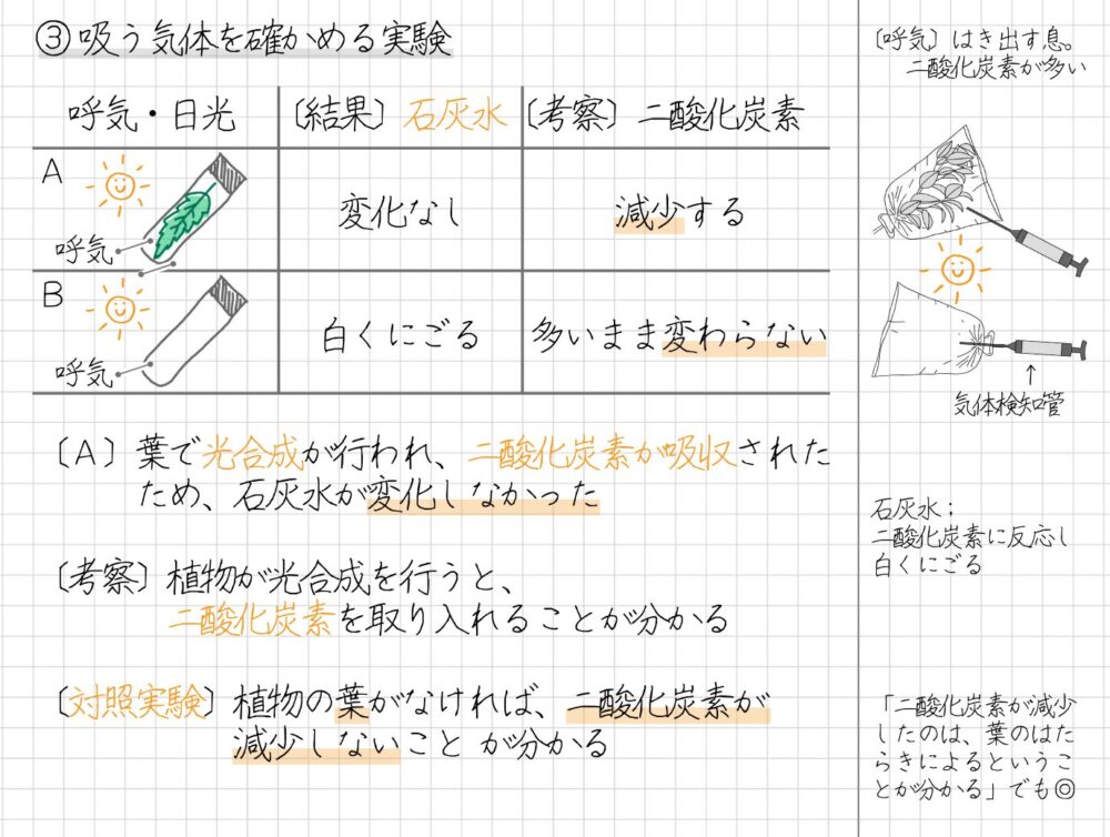 手順 1. 試験管Aに葉と呼気入れた後、光に当てる 2. 試験管Bに呼気を入れ、光に当てる 3. 試験管Aと試験管B石灰水を入れ、よく振る 