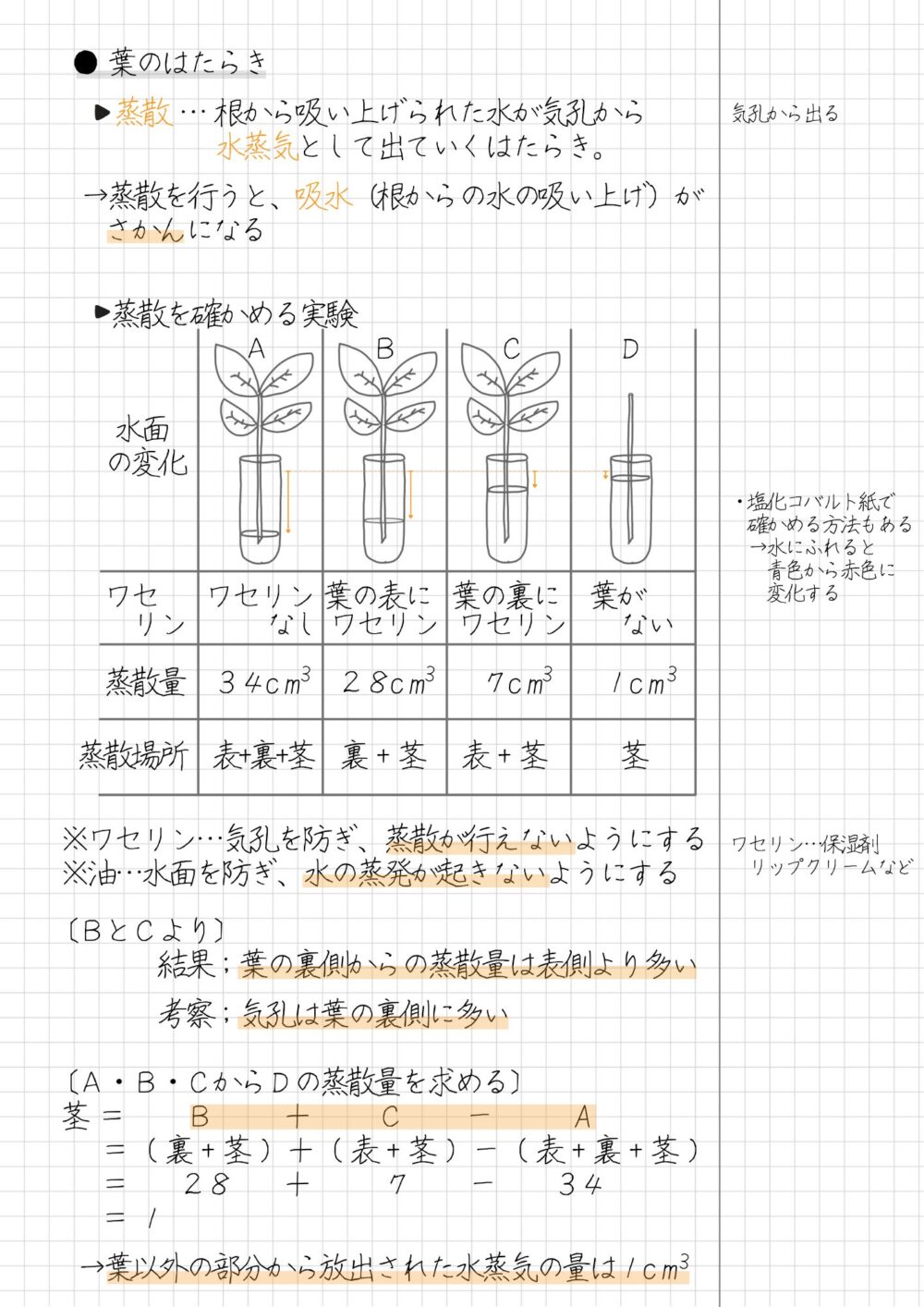 蒸散とは、根から吸い上げられた水が、気孔から水蒸気として出ていくはたらきのことです。 蒸散を行うと、吸水（根からの水の吸い上げ）がさかんになるという特徴があります。 〔手順〕 1. 試験管A～試験管Dを条件にしたがって準備する 　A；葉にワセリンをぬらない 　B；葉の表にワセリンをぬる 　C；葉の裏にワセリンをぬる 　D；葉がない 2. 全ての試験管には、同じ量の水を入れ、油を落とす 3. 全体の質量を、それぞれ電子てんびんで測定する 4. 明るく風通しのよいところにしばらく置く 5. 再び電子てんびんで測定し、減少量を計算する ワセリンをぬった理由は、気孔を防ぎ、蒸散が行えないようにするためです。 油を水に落とした理由は、水面を防ぎ、水の蒸発が起きないようにするためです。 〔結果〕 葉の裏側からの蒸散量は、表側より多い 〔考察〕 気孔は葉の裏側に多い