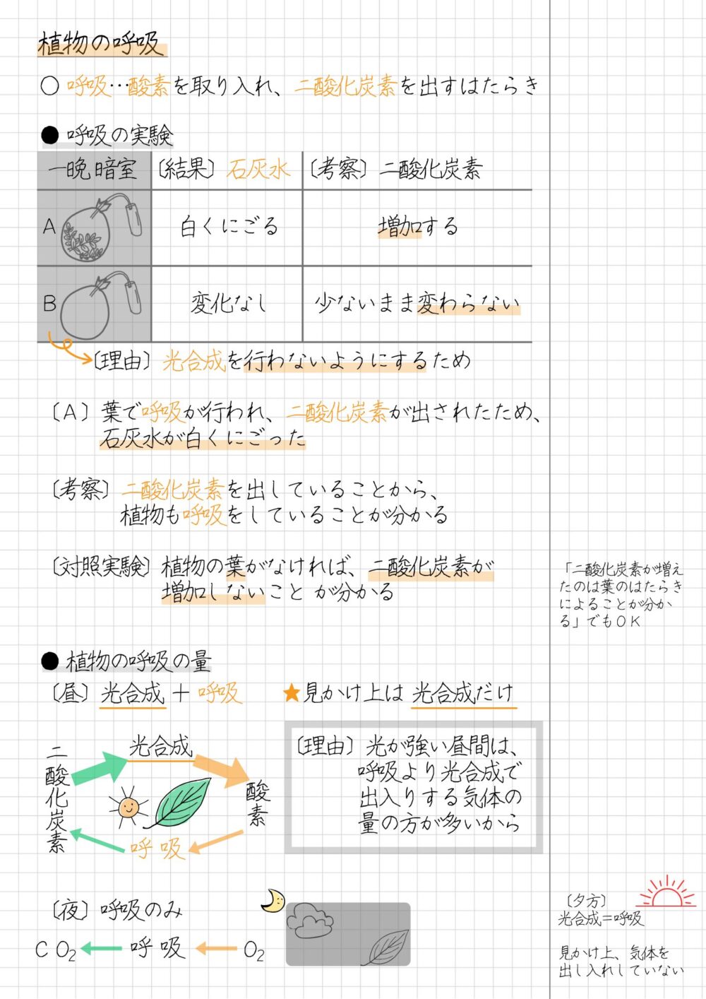 呼吸とは、酸素を取り入れ、二酸化炭素を出すはたらきを言います。 植物は、光合成しているときも、同時に呼吸をしています。 植物の葉を用いて、光合成のはたらきを確かめる実験の手順は、次のとおりです。 〔手順〕 1. 袋Aに葉を入れ、暗室に置く。 2. 袋Bに葉を入れずに、暗室に置く。 3. 袋Ａと袋Ｂは、ゴム管を通した後、口をしばり、ゴム管のもう一方の端を試験管に入れておく【下方置換法】 4. 試験管Aと試験管B石灰水を入れ、よく振る ・袋Ａと袋Ｂを暗室に置いた理由は、光合成を行わないようにするためです。 試験管Aでは、葉で呼吸が行われ、二酸化炭素が出されたため、石灰水が白くにごったと言えます。 試験管Bでは、二酸化炭素の量を変化させる条件がなかったため、空気中の二酸化炭素の量は変わらず、石灰水が白くにごらないのです。 この実験における総合的な考察としては、次のことが分かります。 二酸化炭素を出していることから、植物は呼吸をしている なお、対照実験をしたことで言えることは、次のとおりです。 植物の葉がなければ、二酸化炭素が増加しない ※「二酸化炭素が増えたのは葉のはたらきによることが分かる」でもＯＫ 植物の呼吸と光合成についてまとめると、次のように言えます。 植物は光が当たると、光合成・呼吸をする 植物は光が当たらないと、呼吸だけをする 昼の太陽光がよく当たるとき、植物は見かけ上は光合成だけを行っているように見えます。 光が強い昼間は、 呼吸より光合成で出入りする気体の量の方が多いからです。 光合成のはたらき　＞　呼吸のはたらき