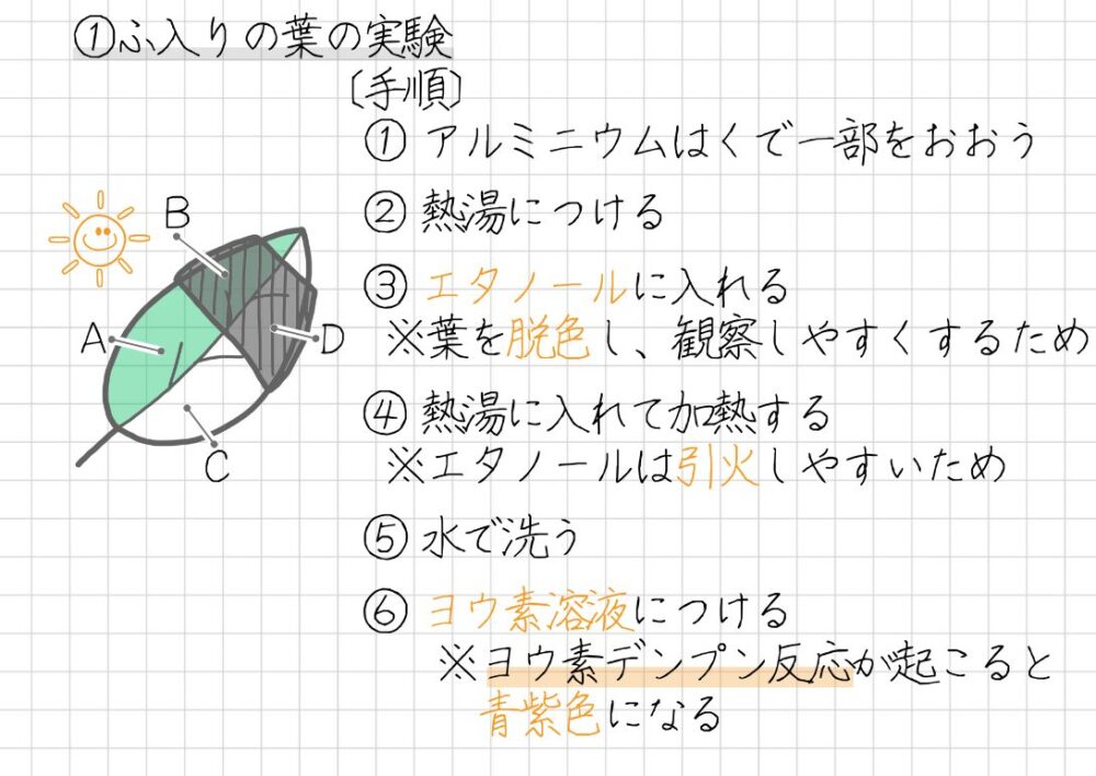 〔手順〕 1. アルミニウムはくで一部をおおう 2. 熱湯につける ※細胞をこわして、エタノールを細胞内に入れやすくするため 3. エタノールに入れる ※葉を脱色し、観察しやすくするため 4. 熱湯に入れて加熱する ※エタノールは引火しやすいため 5. 水で洗う 6. ヨウ素溶液につける ※ヨウ素デンプン反応が起こると青紫色になるため