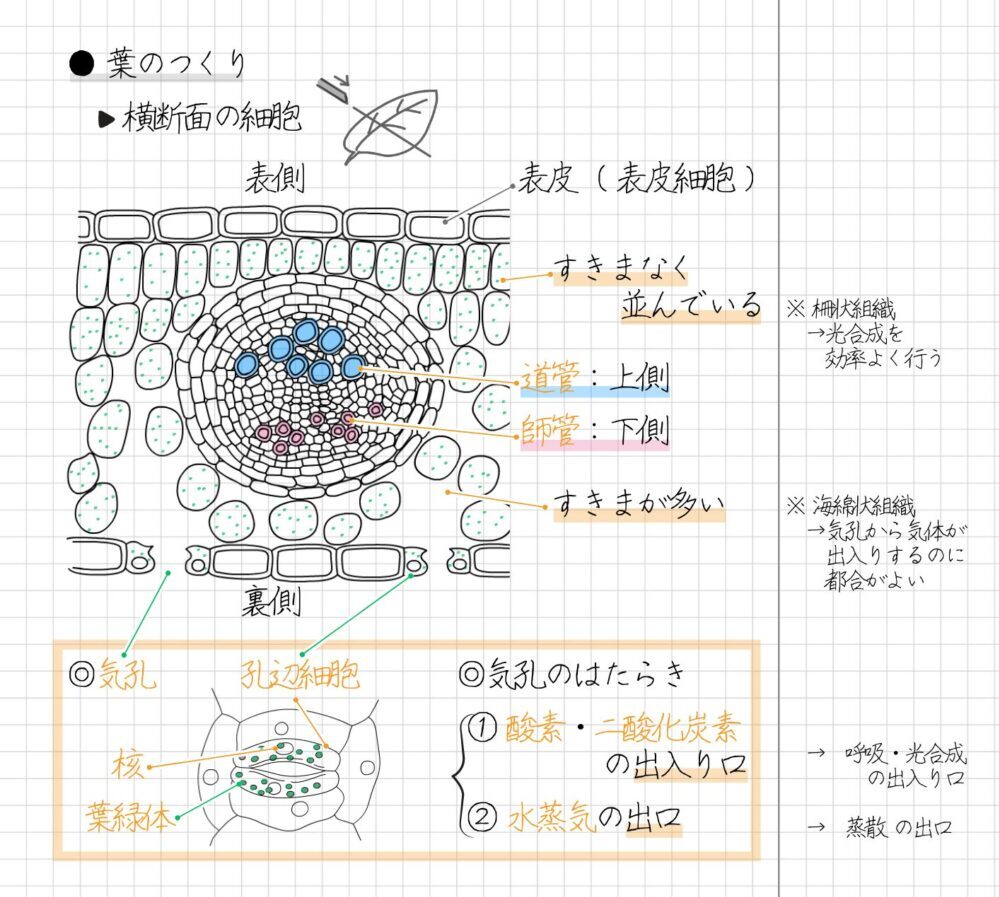 葉の横断面のポイントは、次のとおりです。 1. 葉の表側には表皮がある（表皮細胞） 2. 葉の内側（上側）には、すきまなく並んでいる細胞の集まりがある 3. 葉の内側（下側）には、すきまが多い細胞の集まりがある 4. 維管束のうち、道管は上側にあり、師管は下側にある 5. 葉の裏側には気孔がある 気孔は、三日月形の孔辺細胞でできています。 孔辺細胞には葉緑体がありますが、表皮細胞には葉緑体がありません。 表皮細胞にも孔辺細胞にも、核は1つずつあります。 気孔のはたらきは、次の2つです。 1. 酸素・二酸化炭素の出入口 ※呼吸；酸素が出て、二酸化炭素が入る ※光合成；酸素が入り、二酸化炭素が出る 2. 水蒸気の出口 ※蒸散