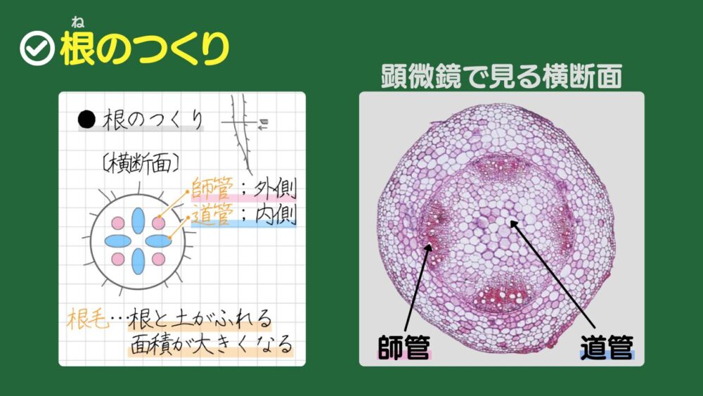 根のつくり 根のつくりについて言えるポイントは、次の3つです。 1. 根にも維管束が通っている 2. 師管；維管束の外側にある 3. 道管；維管束の内側にある なお、根には根毛がたくさんあります。根毛は、根の先端近くの小さい毛のような部分です。 根毛は、根と土がふれる表面積が大きくなるため、効率よく水を吸収できる特徴があります。