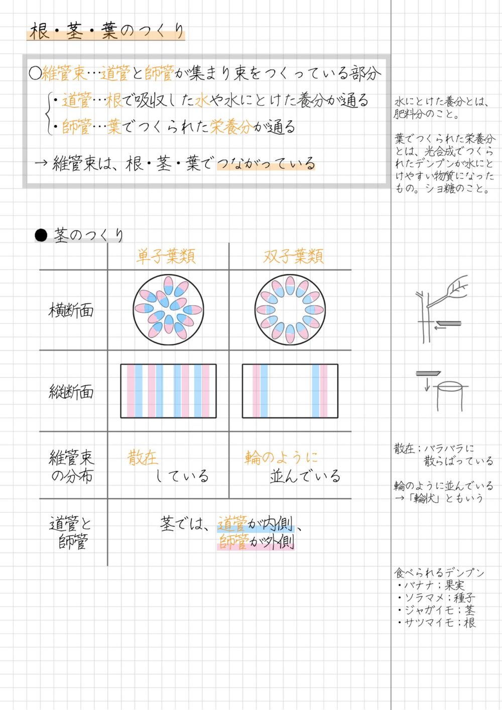 茎は体を支え、葉をつけるのが主なはたらきです。 茎のつくりのポイントは、次の3つです。 茎には維管束が通っている 師管；維管束の外側にある 道管；維管束の内側にある 茎のつくりは植物の分類によって、ちがいが見られます。 単子葉類と双子葉類の維管束のポイントは、次のとおりです。 【単子葉類の横断面】 維管束が散在している 【双子葉類の横断面】 維管束が輪のように並んでいる 