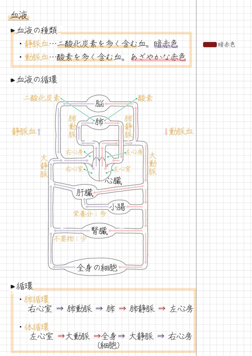 血液の種類と循環についてのまとめノート ・動脈血と静脈血 ・肺循環と大循環