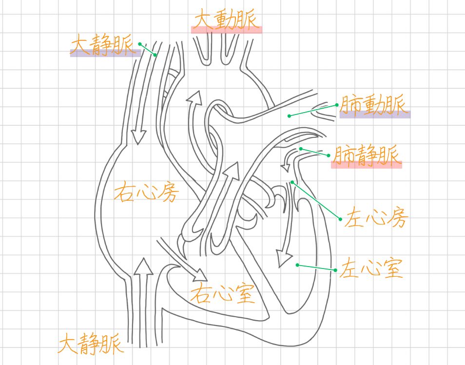 心臓の4つの部屋について 右心房、右心室 左心房、左心室