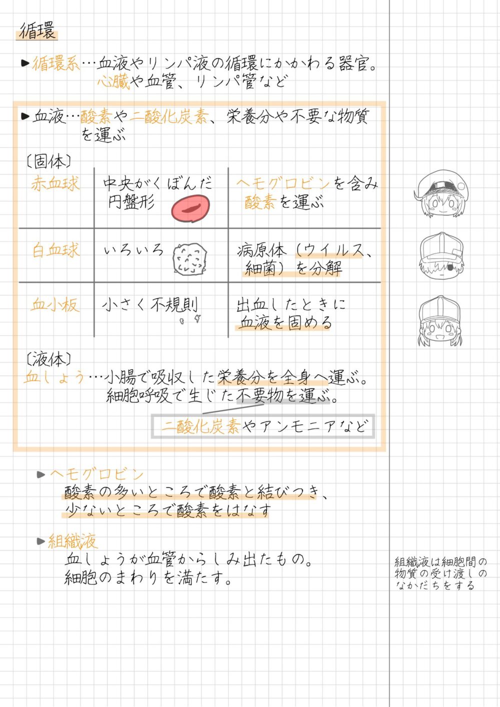 循環系と血液の成分のまとめノート ・循環系 ・赤血球 ・白血球 ・血小板 ・血しょう ・ヘモグロビン ・組織液