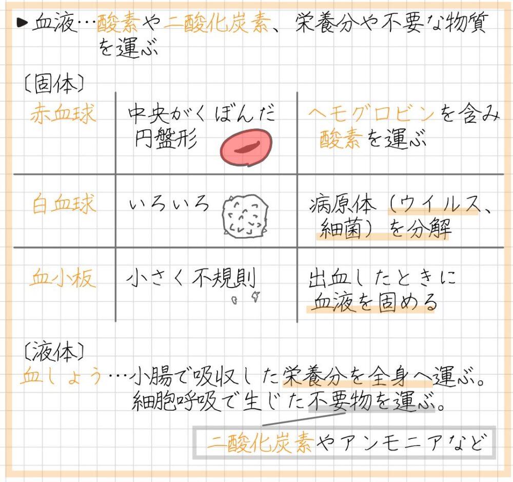 血液の成分のまとめノート 赤血球、白血球、血小板、血しょうについて