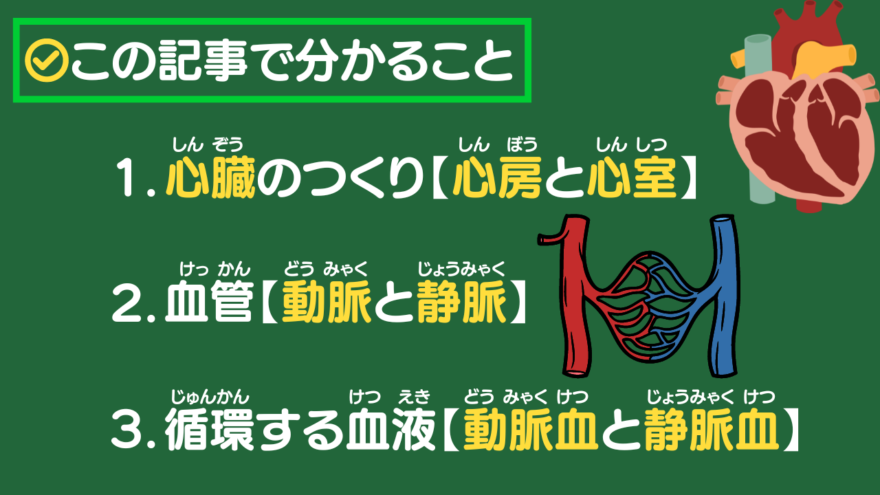 この記事で分かること 1.心臓のつくり【心房と心室】 2.血管【動脈と静脈】 3.循環する血液【動脈血と静脈血】