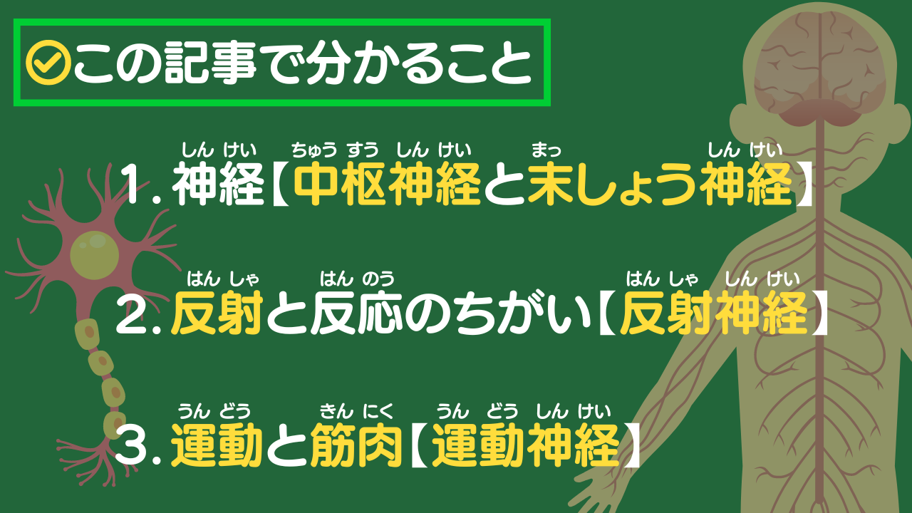 この記事で分かること 1.神経【中枢神経と末しょう神経】 2.反射と反応のちがい【反射神経】 3.運動と筋肉【運動神経】