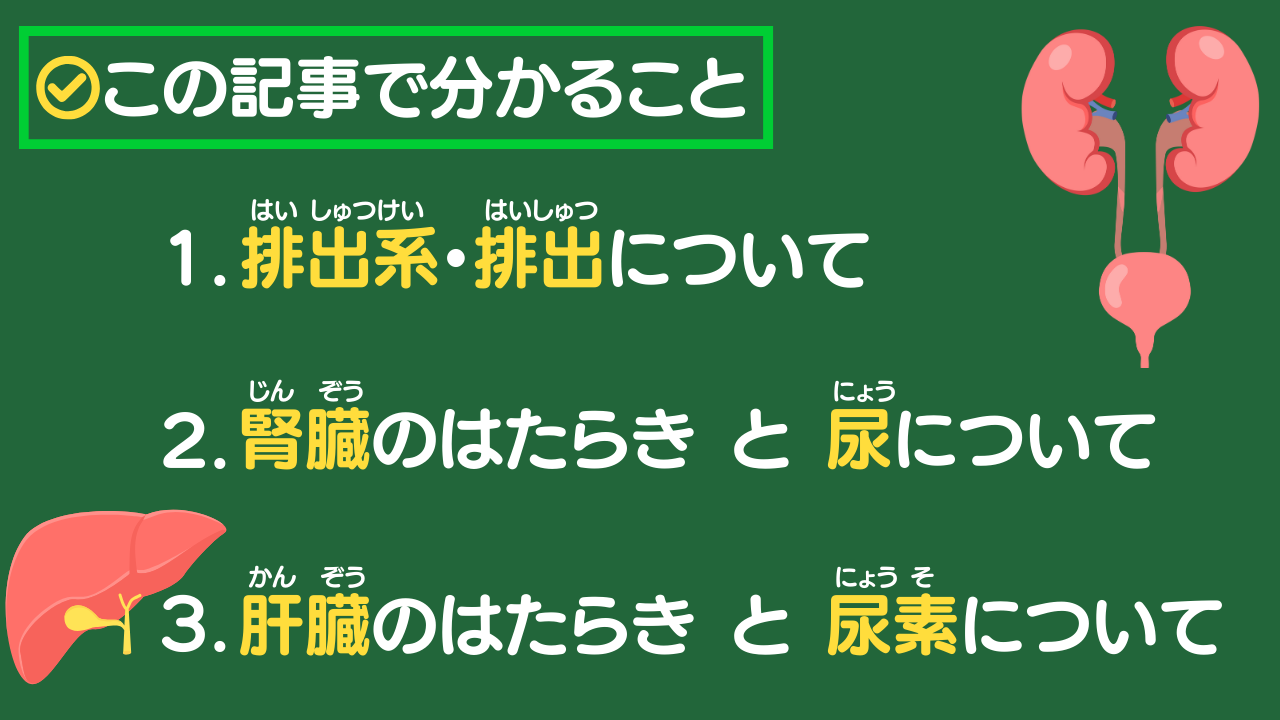 この記事で分かること 1.排出系・排出について 2.腎臓のはたらき と 尿について 3.肝臓のはたらき と 尿素について