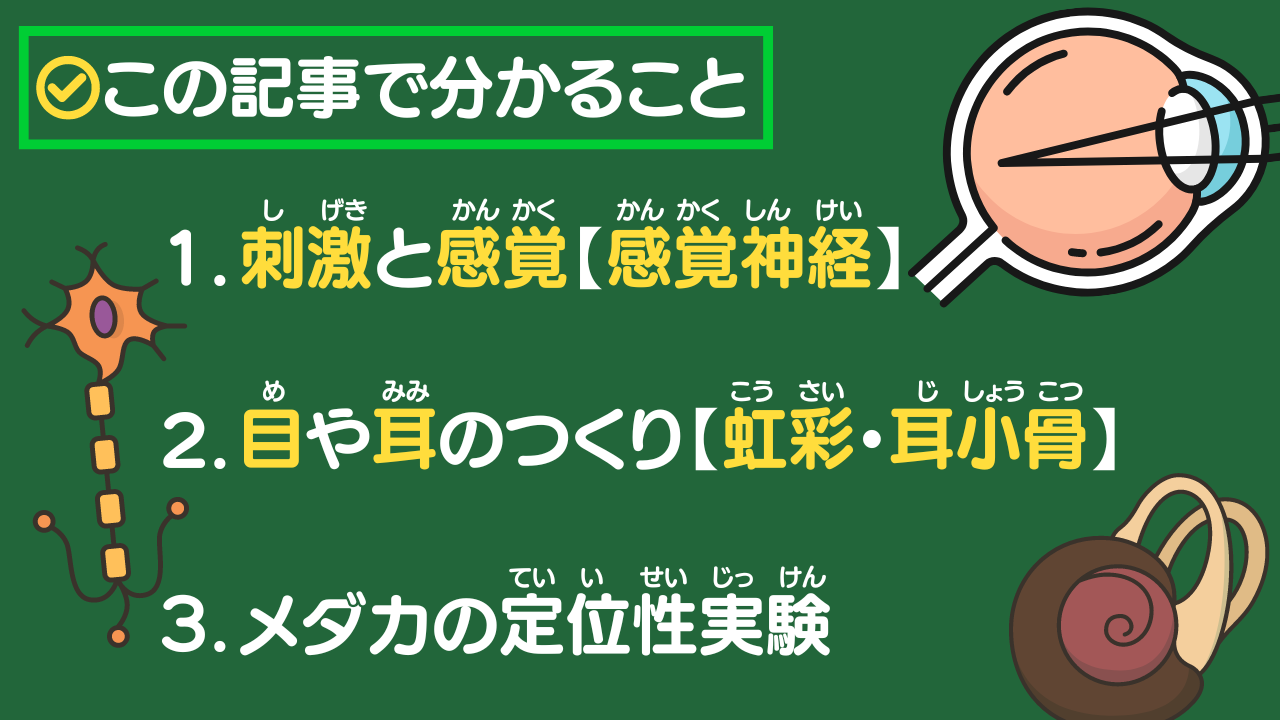 この記事で分かること 1.刺激と感覚【感覚神経】 2.目や耳のつくり【虹彩・耳小骨】 3.メダカの定位性実験