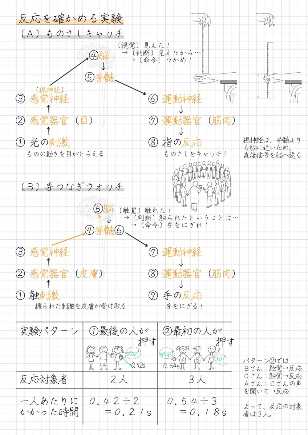 反応を確かめる実験 1.ものさしをつかむ実験 2.手をつないで反応時間をストップウォッチではかる実験