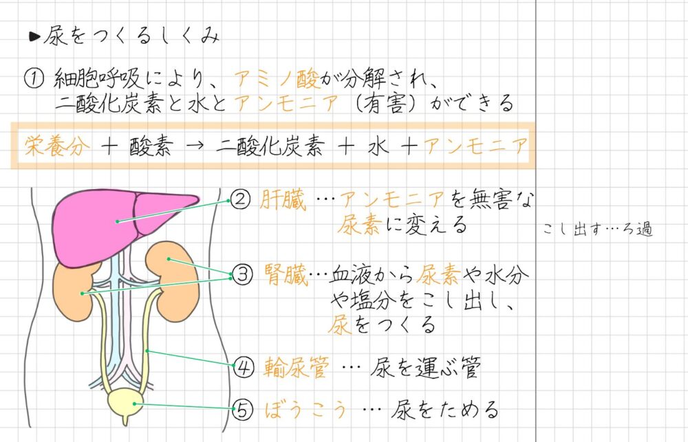 腎臓のはたらきと尿がつくられるしくみ