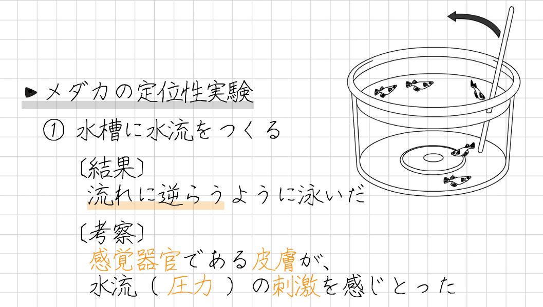 ・メダカの定位性実験 ① 水槽に水流をつくる 〔結果〕 ・流れに逆らうように泳いだ 〔考察〕 ・感覚器官である皮膚が、水流（ 圧力 ）の刺激を感じとった