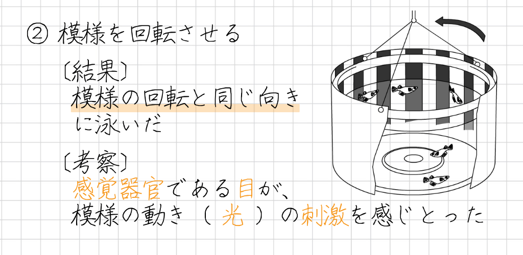 ・メダカの定位性実験2 ② 模様を回転させる 〔結果〕 ・模様の回転と同じ向きに泳いだ 〔考察〕 ・感覚器官である目が、模様の動き（ 光 ）の刺激を感じとった