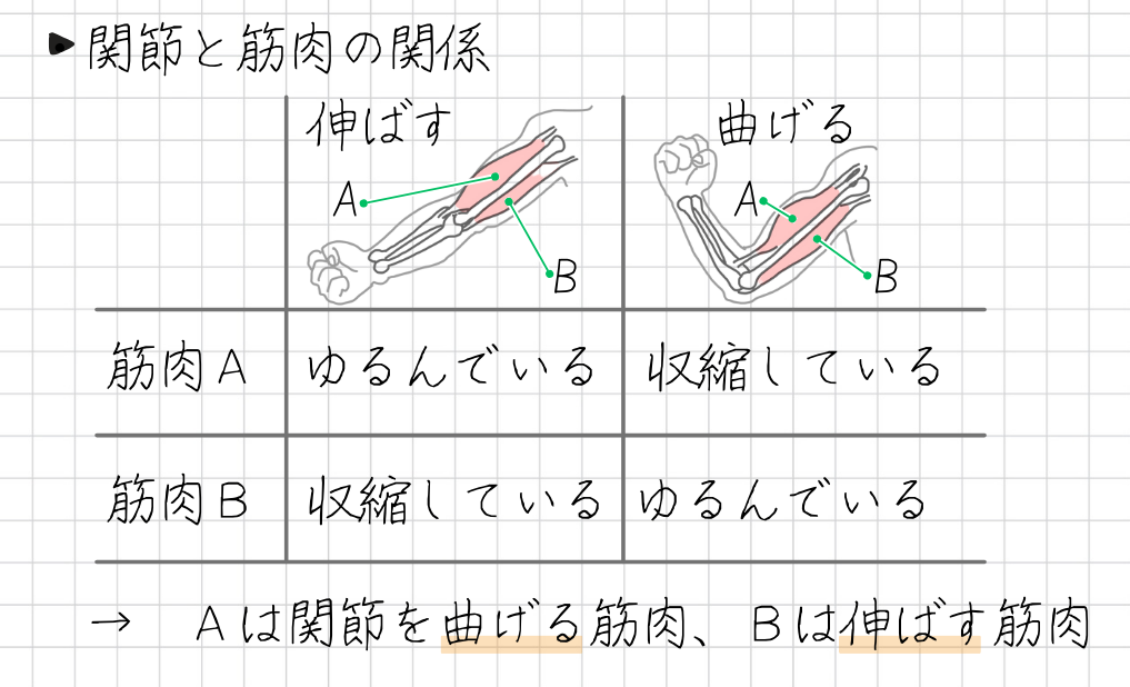 関節と筋肉の関係