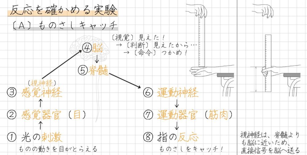 ものさしをつかむ実験