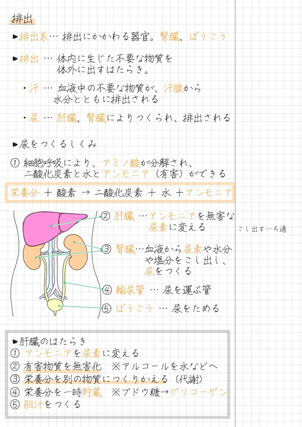 【まとめノート】肝臓と腎臓のはたらきによる排出について 