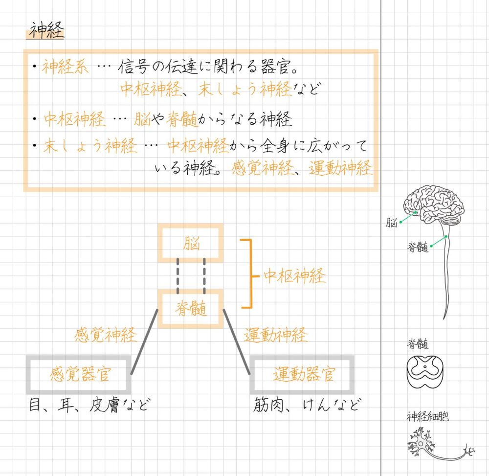 まとめノート 神経 神経系 中枢神経 末しょう神経 運動器官 感覚器官