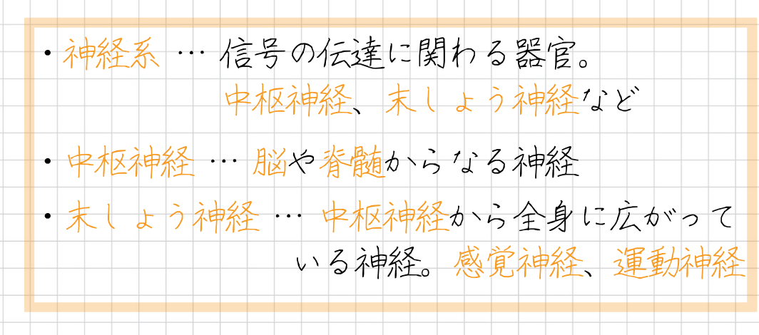 ・神経系 … 信号の伝達に関わる器官。中枢神経、末しょう神経など ・中枢神経 … 脳や脊髄からなる神経 ・末しょう神経 … 中枢神経から全身に広がっている神経。感覚神経、運動神経