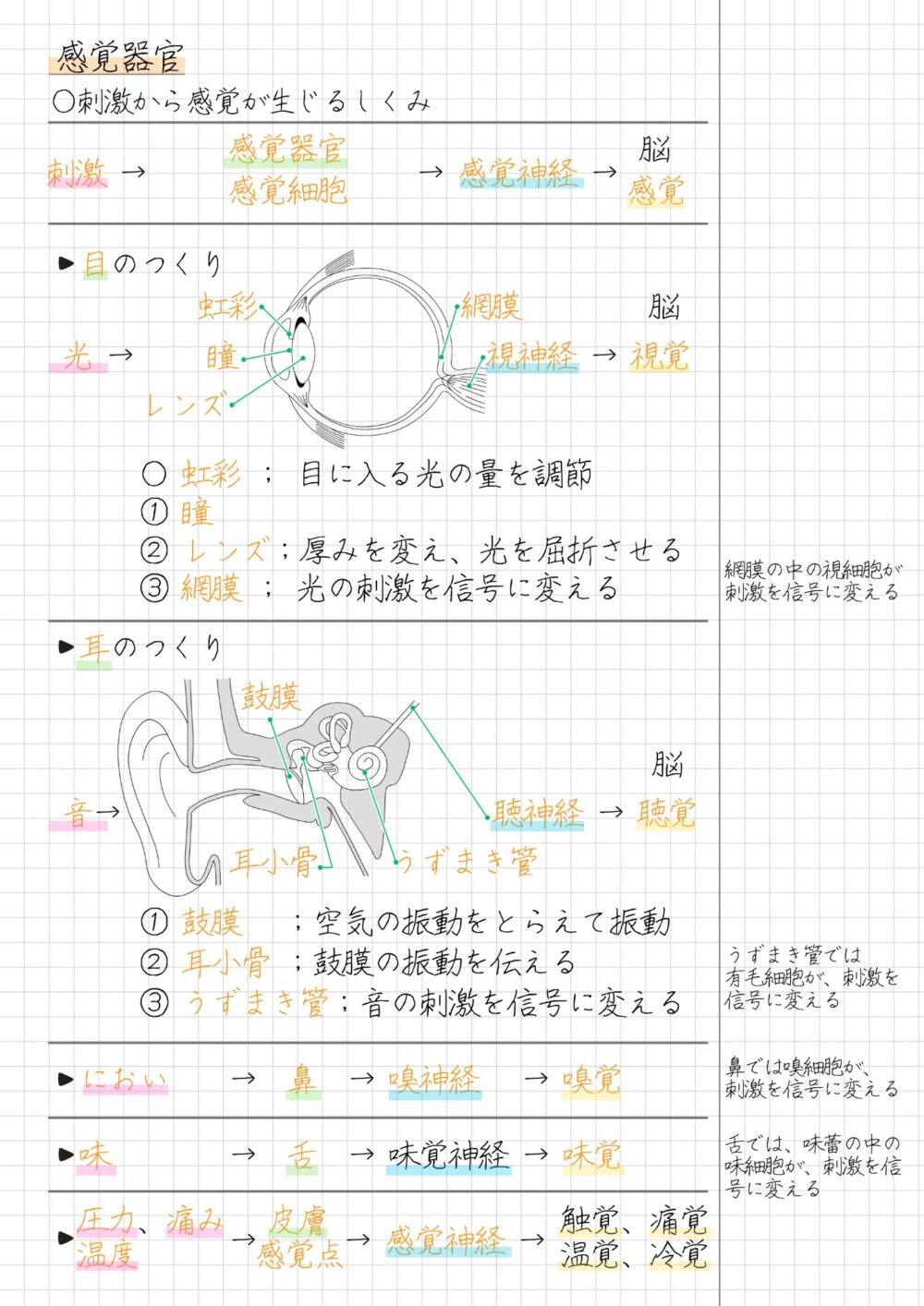 【まとめノート】 刺激→感覚器官、感覚細胞→感覚神経→脳での感覚 ・目；光→（虹彩、瞳、レンズ、網膜）→視神経→□ ・耳；音→（鼓膜、耳小骨、うずまき管）→聴神経→聴覚 ・におい；鼻→嗅神経→嗅覚 ・味；舌→味覚神経→味覚 ・圧力、痛み、温度；皮膚（感覚点）→感覚神経→触角、痛覚、温覚、冷覚、圧覚など