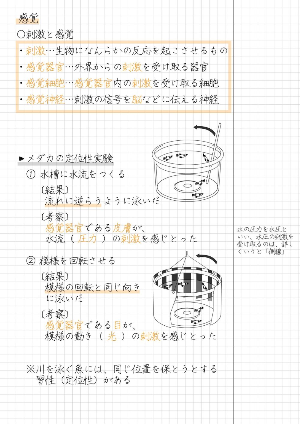 【まとめノート】 ○刺激と感覚 ・刺激…生物になんらかの反応を起こさせるもの ・感覚器官…外界からの刺激を受け取る器官 ・感覚細胞…感覚器官内の刺激を受け取る細胞 ・感覚神経…刺激の信号を脳などに伝える神経 ・メダカの定位性実験 ① 水槽に水流をつくる 〔結果〕 流れに逆らうように泳いだ 〔考察〕 感覚器官である皮膚が、水流（ 圧力 ）の刺激を感じとった ② 模様を回転させる 〔結果〕 模様の回転と同じ向きに泳いだ 考察〕 感覚器官である目が、模様の動き（ 光 ）の刺激を感じとった 　※川を泳ぐ魚には、同じ位置を保とうとする習性（定位性）がある