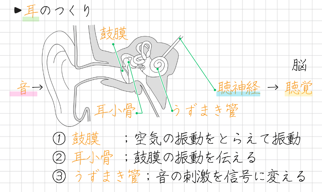 耳のつくり 鼓膜 耳小骨 うずまき管