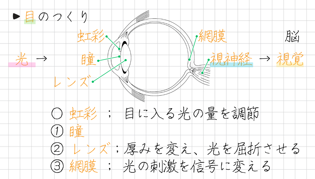 目のつくり 虹彩 瞳 レンズ 網膜