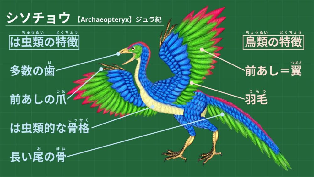 シソチョウ 【Archaeopteryx】ジュラ紀 は虫類的特徴 口に歯がある 前あしに爪(つめ)がある 尾に骨がある 基本的な骨格はは虫類てきである 鳥類的特徴 羽毛がある 前あしが翼(つばさ)になっている