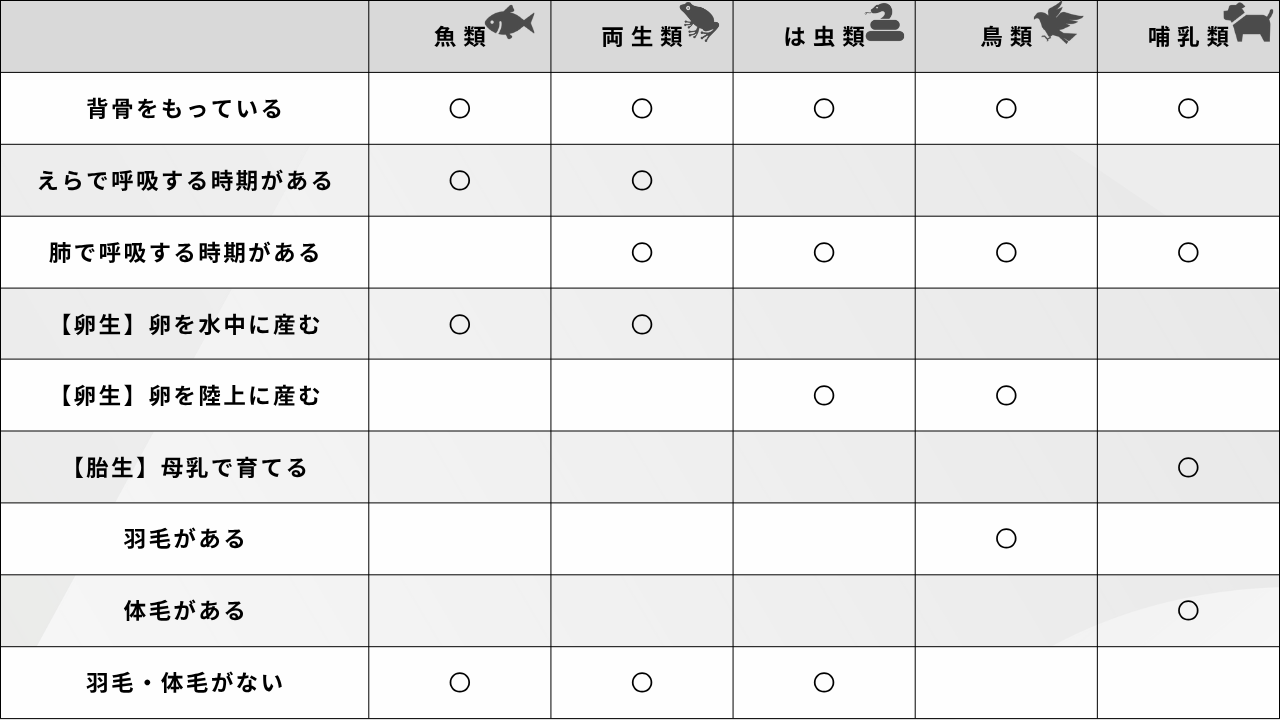 【表：脊椎動物の主な特徴と共通点】 特徴 魚類 両生類 は虫類 鳥類 哺乳類 背骨をもっている 〇 〇 〇 〇 〇 えらで呼吸する時期がある 〇 〇 × × × 肺で呼吸する時期がある × 〇 〇 〇 〇 卵を水中に産む 〇 〇 × × × 卵を陸上に産む × × 〇 〇 × 胎生・母乳で育てる × × × × 〇 羽毛がある × × × 〇 × 体毛がある × × × × 〇 羽毛・体毛がない 〇 〇 〇 × ×