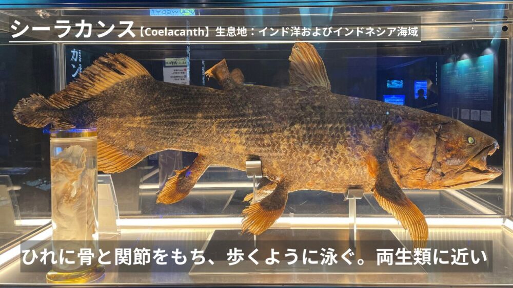 シーラカンス:【Coelacanth】生息地:インド洋およびインドネシア海域 ひれに骨と関節をもち、歩くように泳ぐ。両生類に近い