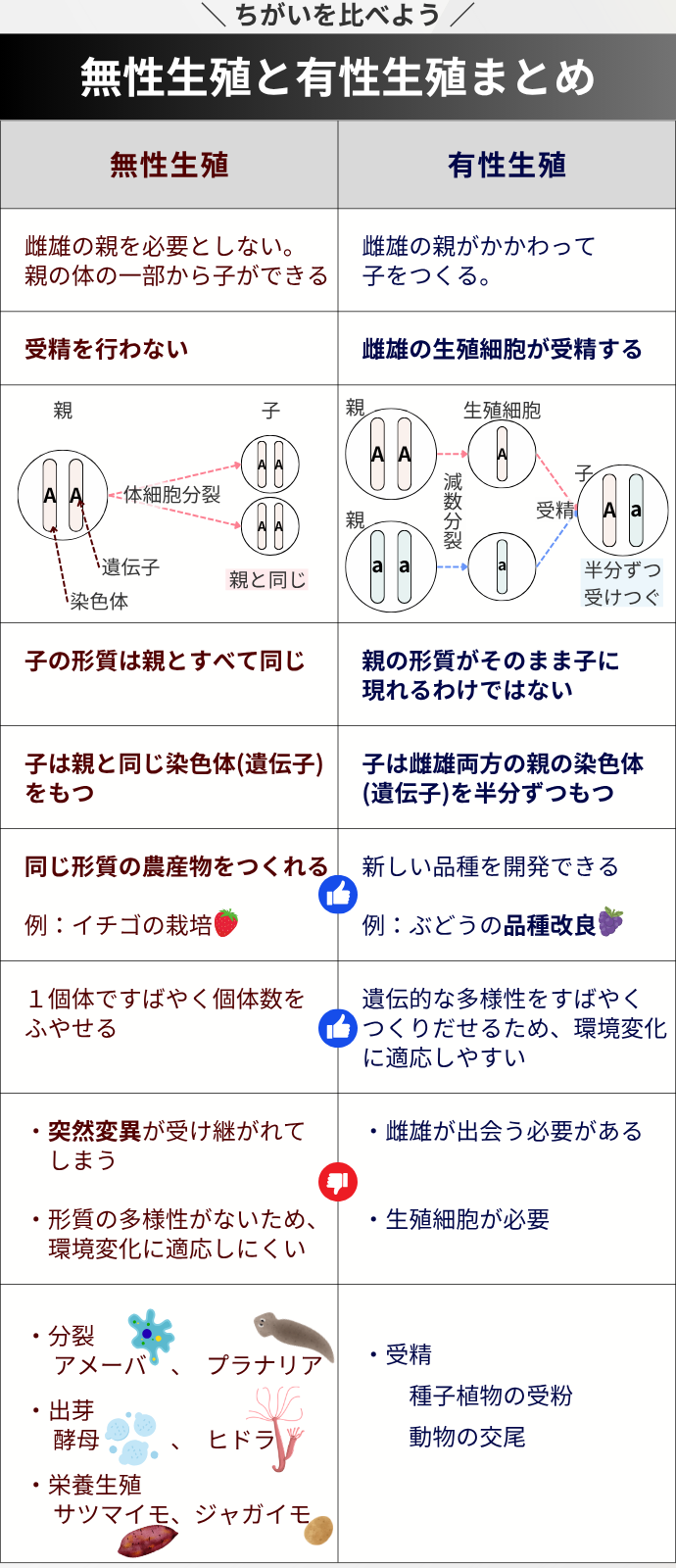 中3理科】有性生殖と無性生殖のちがいを徹底図解！受精から発生