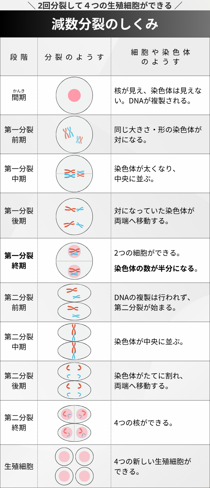 \ 2回分裂して4つの生殖細胞ができる / 減数分裂のしくみ 段階 "細胞や染色体 のようす" "かんき 間期" 核が見え、染色体は見えない。DNAが複製される。 "第一分裂 前期" 同じ大きさ・形の染色体が対になる。 "第一分裂 中期" "染色体が太くなり、 中央に並ぶ。" "第一分裂 後期" "対になっていた染色体が 両端へ移動する。" "第一分裂 終期" "2つの細胞ができる。 染色体の数が半分になる。" "第二分裂 前期" "DNAの複製は行われず、 第二分裂が始まる。" "第二分裂 中期" 染色体が中央に並ぶ。 "第二分裂 後期" "染色体がたてに割れ、 両端へ移動する。" "第二分裂 終期" 4つの核ができる。 生殖細胞 "4つの新しい生殖細胞が できる。"